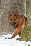 BERGER ALLEMAND 518